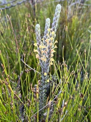 Struthiola tomentosa