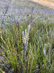 Struthiola tomentosa