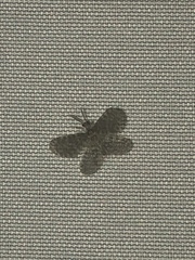 Nallachius americanus