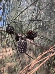 Casuarina cristata