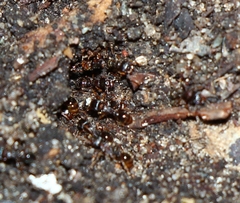 Tetramorium caespitum