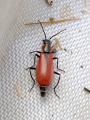 Anthocomus rufus