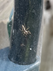 Hentzia