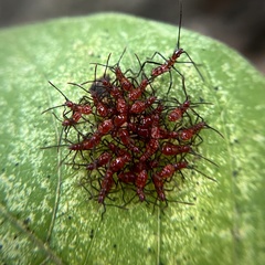 Heteroptera