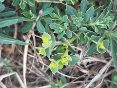 Euphorbia portlandica