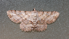 Cleora repetita