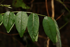Derris involuta