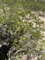 Koeberlinia spinosa