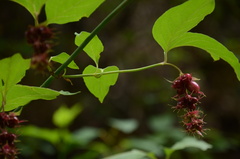 Leycesteria formosa