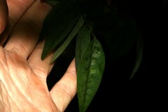 Derris involuta