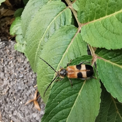 Semanotus bifasciatus