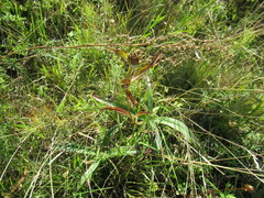 Gentiana macrophylla