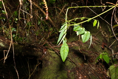 Derris involuta