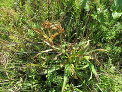 Gentiana macrophylla