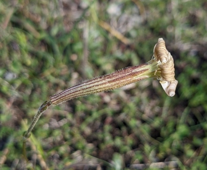 Silene paradoxa; photograph (c) Denis Bastianelli, some rights reserved (CC BY)