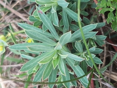 Euphorbia portlandica
