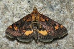 Pyrausta orphisalis