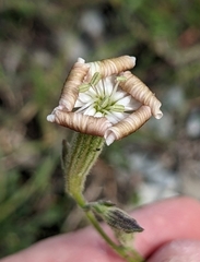 Silene paradoxa