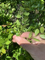 Murraya paniculata