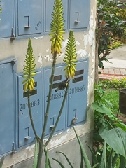 Coereba flaveola