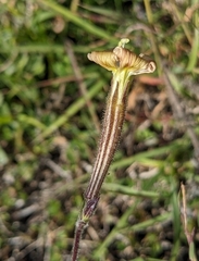 Silene paradoxa