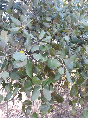 Quercus × avellaniformis