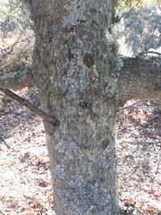 Quercus × avellaniformis