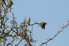 Quelea quelea lathamii