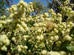 Baccharis trimera