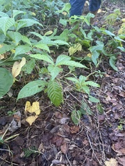 Psychotria nervosa