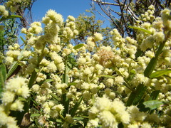 Baccharis trimera
