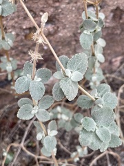 Pseudodictamnus acetabulosus