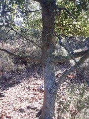 Quercus × avellaniformis