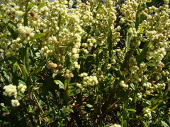 Baccharis trimera