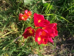 Freesia