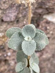 Pseudodictamnus acetabulosus