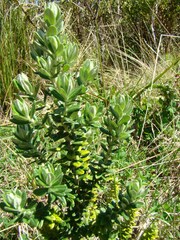 Baccharis uncinella