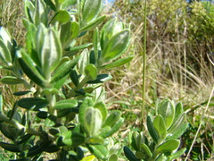 Baccharis uncinella