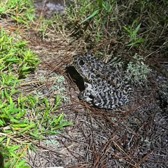 Lithobates capito