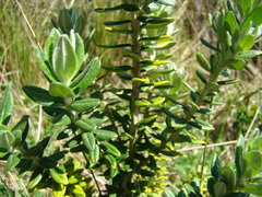 Baccharis uncinella