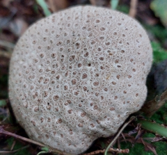 Scleroderma