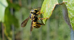 Paranthidium jugatorium