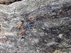 Nyssus coloripes