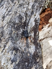 Nyssus coloripes