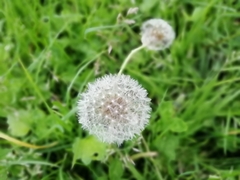 Taraxacum erythrospermum