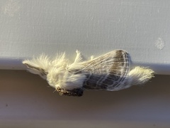 Tolype velleda