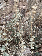 Pseudodictamnus acetabulosus