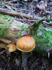 Gymnopilus penetrans