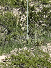 Agave lechuguilla