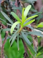 Kunzea leptospermoides